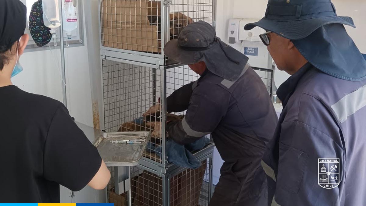 La Municipalidad continúa trabajando por el bienestar animal, acercando los distintos territorios y promoviendo una cultura de responsabilidad y cuidado.